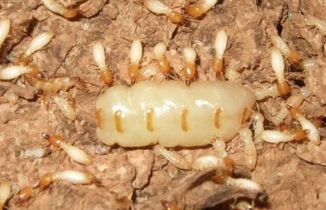 Diệt mối tận gốc Thành Nhân